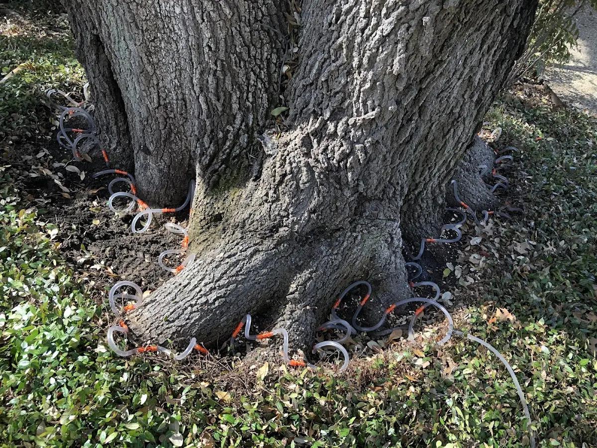 Detailed Tree Cabling and Bracing job site in Hindsboro